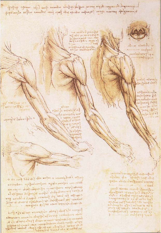 The muscles of arm, shoulder and neck